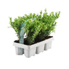 Japanische Stechpalme ‚Jenny' – Ilex crenata – Ansicht 2