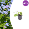 Kaukasus-Vergissmeinnicht – Brunnera macrophylla