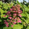 Rispenhortensie ‚Wims Red' – Hydrangea paniculata – Ansicht 4