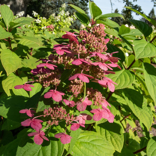 Rispenhortensie ‚Wims Red' – Hydrangea paniculata – Ansicht 4