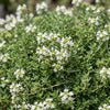 Kriech-Thymian ‚Albiflorus' – Thymus praecox – Ansicht 5
