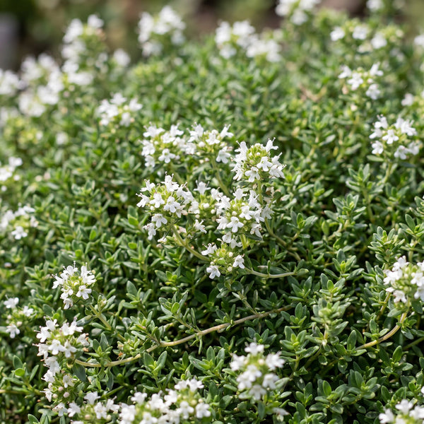 Kriech-Thymian ‚Albiflorus' – Thymus praecox – Ansicht 5