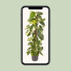 Efeutute – Epipremnum pinnatum – Ansicht 4
