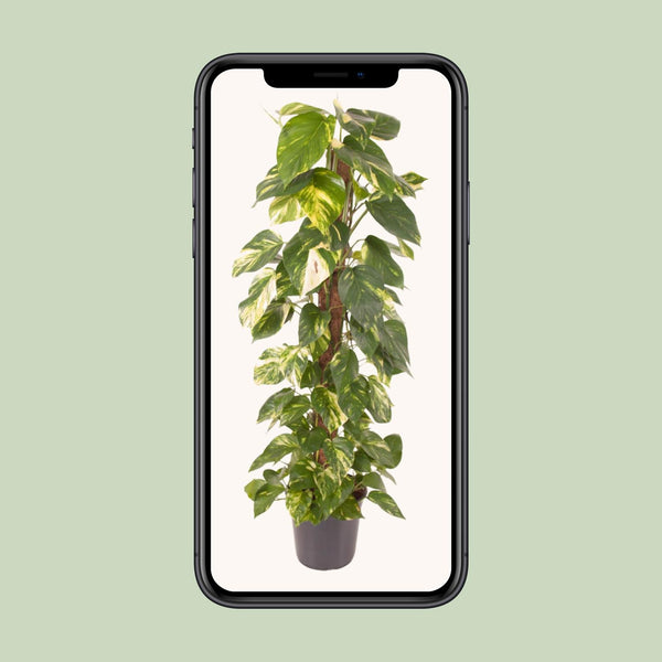 Efeutute – Epipremnum pinnatum – Ansicht 4