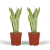 Bogenhanf ‚Laurentii' – Sansevieria trifasciata