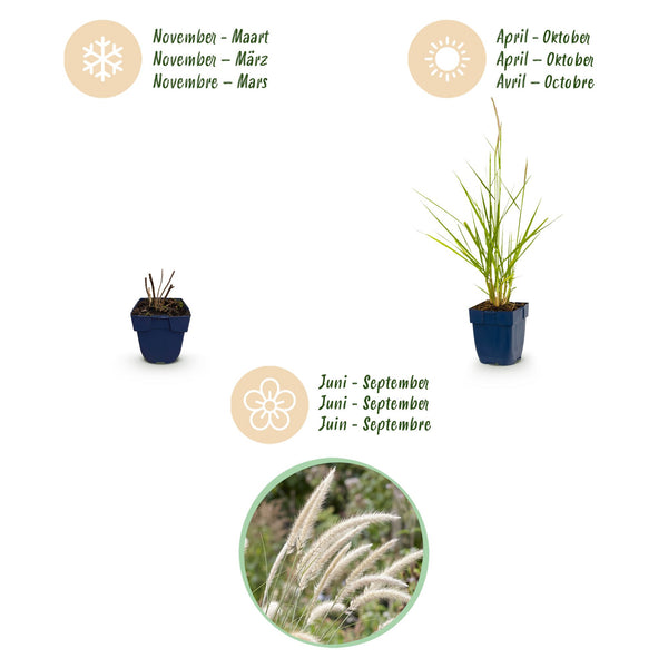 Lampenputzergras ‚Fairy Tales' – Pennisetum orientale – Ansicht 4