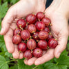Stachelbeere ‚Hinnonmäki Rot' – Ribes uva-crispa – Ansicht 4