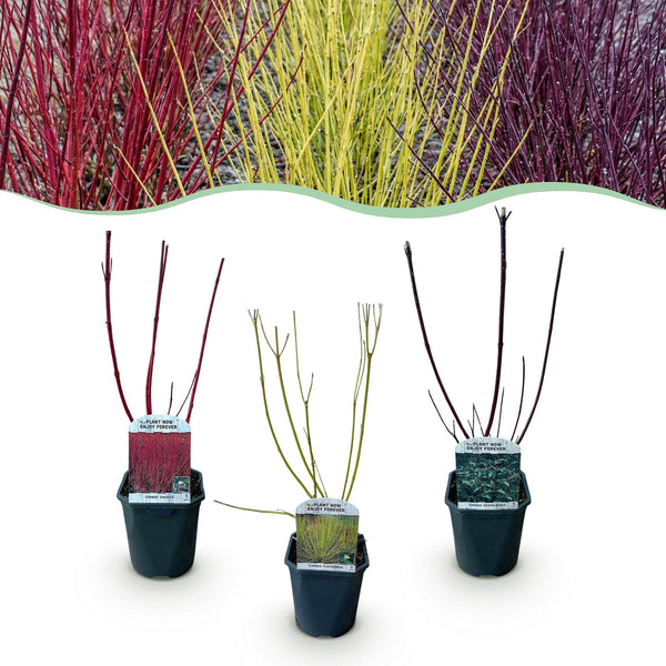 Weißer Hartriegel ‚Tricolour' – Cornus alba