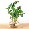 Monstera in Vase – DIY-Hydrokultur-Set