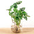 Monstera in Vase – DIY-Hydrokultur-Set