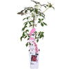 Chinesischer Wilder Wein – Parthenocissus henryana