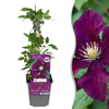 Waldrebe ‚Warszawska Nike' – Clematis