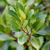 Lorbeer Stämmchen – Laurus nobilis – Ansicht 4