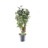 Fiederaralie ‚Fabian‘ – Polyscias scutellaria