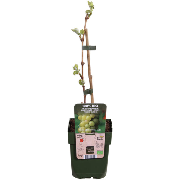 Weinrebe ‚Johanniter' – Vitis vinifera – Ansicht 3