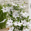 Waldrebe ‚Tsukiko' – Clematis – Ansicht 2