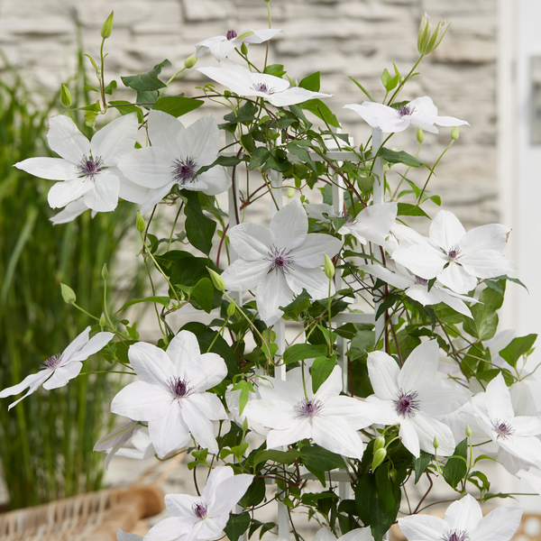 Waldrebe ‚Tsukiko' – Clematis – Ansicht 2