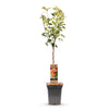 Apfelbaum ‚Jonagold' – Malus domestica – Ansicht 2
