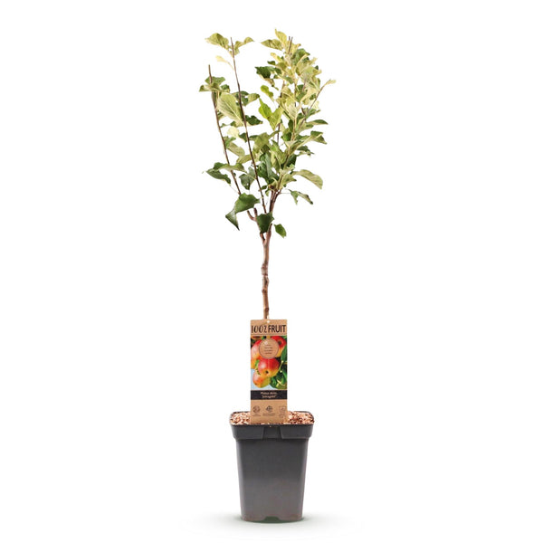 Apfelbaum ‚Jonagold' – Malus domestica – Ansicht 2