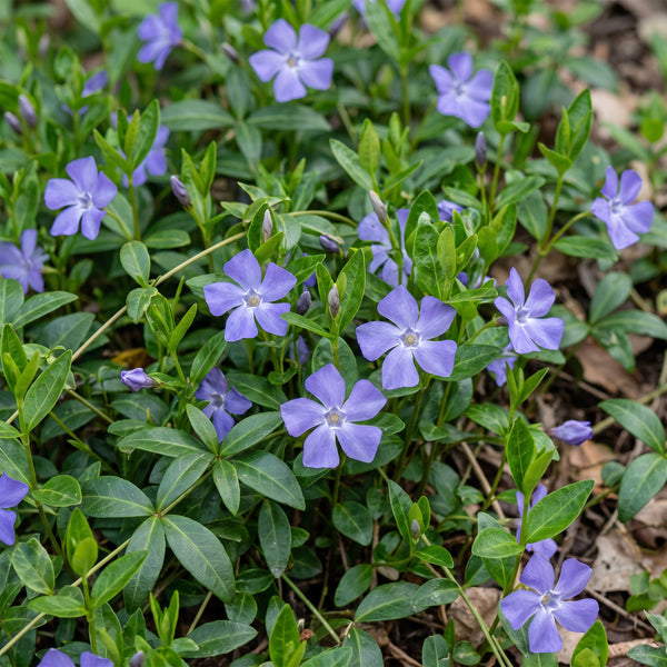 Kleines Immergrün – Vinca minor – Ansicht 5