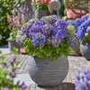 Bauernhortensie ‚Endless Summer Summer Love Purple' – Hydrangea macrophylla – Ansicht 5