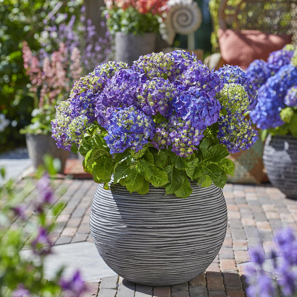 Bauernhortensie ‚Endless Summer Summer Love Purple' – Hydrangea macrophylla – Ansicht 5