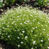 Sternmoos – Sagina subulata – Ansicht 6