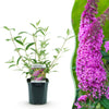 Schmetterlingsstrauch ‚Pink Delight' – Buddleja davidii – 1 Stück