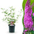 Schmetterlingsstrauch ‚Pink Delight' – Buddleja davidii – 1 Stück