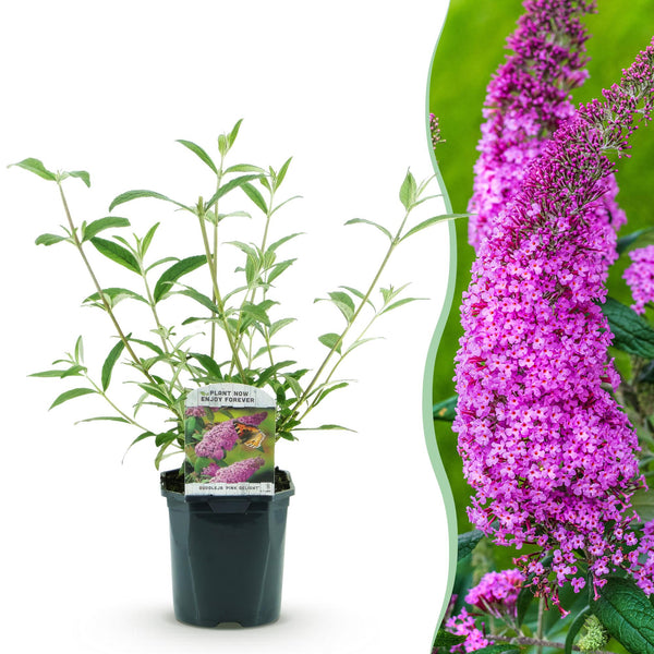 Schmetterlingsstrauch ‚Pink Delight' – Buddleja davidii – 1 Stück
