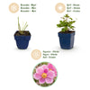 Herbst-Anemone ‚Splendens' – Anemone hupehensis – Ansicht 4