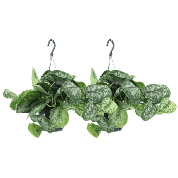 Scindapsus pictus ‚Trebie'