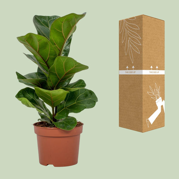 Geigenfeige – Ficus lyrata – Ansicht 3