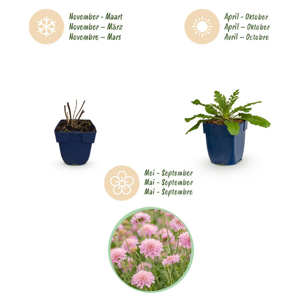 Tauben-Skabiose ‚Pink Mist' – Scabiosa columbaria – Ansicht 4