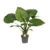 Alocasia gageana ‚California'
