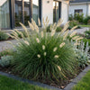 Lampenputzergras ‚Little Bunny' – Pennisetum alopecuroides – Ansicht 6