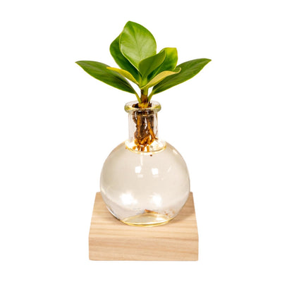 Clusia im Glas mit LED-Beleuchtung