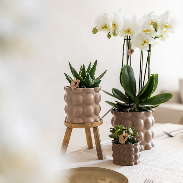 Pflanzen-Set „Cotton Sand" – Grünpflanzen mit weißer Phalaenopsis-Orchidee – Ansicht 2