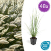 Lampenputzergras ‚Hameln' – Pennisetum alopecuroides