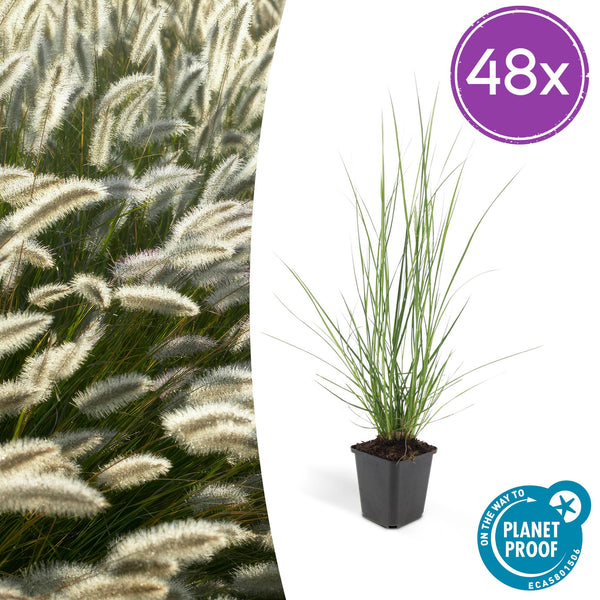 Lampenputzergras ‚Hameln' – Pennisetum alopecuroides
