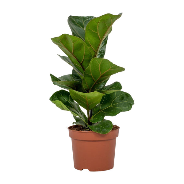 Geigenfeige – Ficus lyrata – Ø 12 cm · 30 cm, Standard, ohne Übertopf