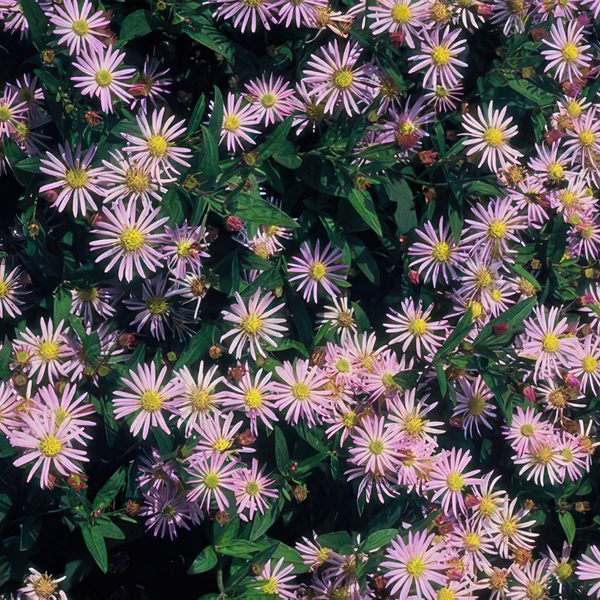 Aster – Ansicht 6