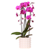 Schmetterlingsorchidee ‚Freeride Niagara Falls' – Phalaenopsis