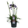 Schmucklilie ‚Poppin Purple' – Agapanthus – Ansicht 2