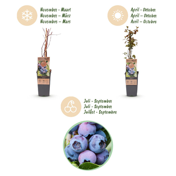 Heidelbeere ‚Jersey' – Vaccinium corymbosum – Ansicht 4