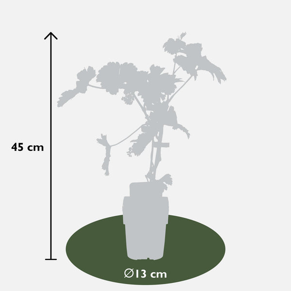 Weinrebe ‚Johanniter' – Vitis vinifera – Ansicht 5