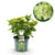 Bauernhortensie ‚Magical Noblesse' – Hydrangea macrophylla – 1 Stück