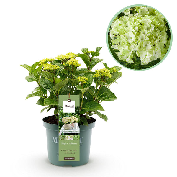 Bauernhortensie ‚Magical Noblesse' – Hydrangea macrophylla – 1 Stück