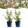Prachtkerze Duo-Mix – Gaura lindheimeri