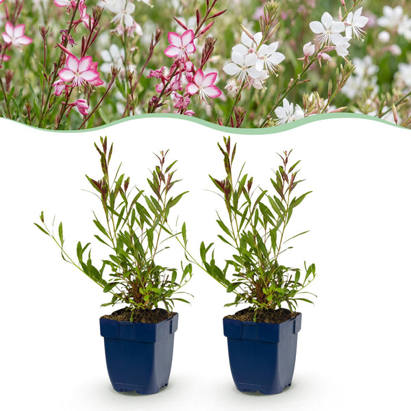 Prachtkerze Duo-Mix – Gaura lindheimeri